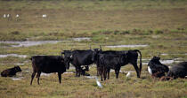 Bull in Camargue © Philip Plisson / Plisson La Trinité / AA31022 - Photo Galleries - Fauna and Flora
