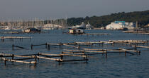 La Seyne sur mer © Philip Plisson / Plisson La Trinité / AA31593 - Nos reportages photos - Aquaculture