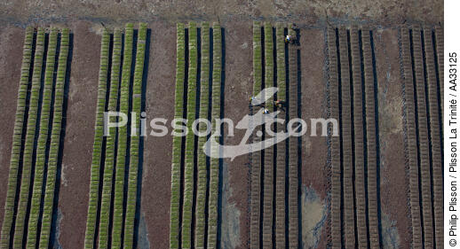 Golfe du Morbihan - © Philip Plisson / Plisson La Trinité / AA33125 - Nos reportages photos - Conchyliculture