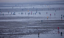 Fishing at low tide © Philip Plisson / Plisson La Trinité / AA33176 - Photo Galleries - Plage de Donnant