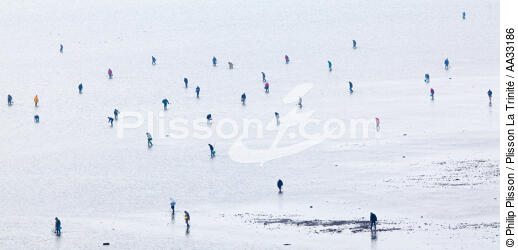 Fishing at low tide - © Philip Plisson / Plisson La Trinité / AA33186 - Photo Galleries - Fishing on foot for shellfish at low tide