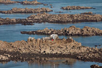 Les Minquiers © Philip Plisson / Plisson La Trinité / AA33243 - Nos reportages photos - Grande marée