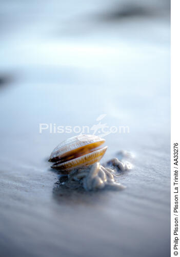 Low tide - © Philip Plisson / Plisson La Trinité / AA33276 - Photo Galleries - Fauna and Flora