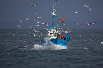 Retour de pêche à Douarnenez © Philip Plisson / Plisson La Trinité / AA33440 - Nos reportages photos - Oiseau marin