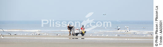 Pêche à la crevette sur une plage du Nord - © Philip Plisson / Plisson La Trinité / AA33501 - Nos reportages photos - Faune