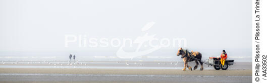 Pêche à la crevette sur une plage du Nord - © Philip Plisson / Plisson La Trinité / AA33502 - Nos reportages photos - Nord-Pas-de-Calais