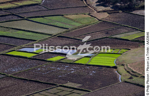 Entre Tana et Andevorento - © Philip Plisson / Plisson La Trinité / AA33646 - Nos reportages photos - Agriculture