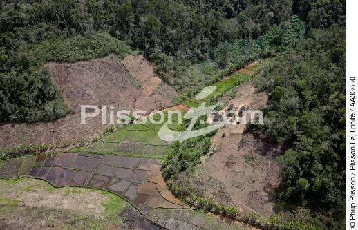 Entre Tana et Andevorento - © Philip Plisson / Plisson La Trinité / AA33650 - Nos reportages photos - Agriculture