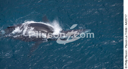 From Andevorento to Toamasina, Est coast - © Philip Plisson / Plisson La Trinité / AA33717 - Photo Galleries - Sea mammal