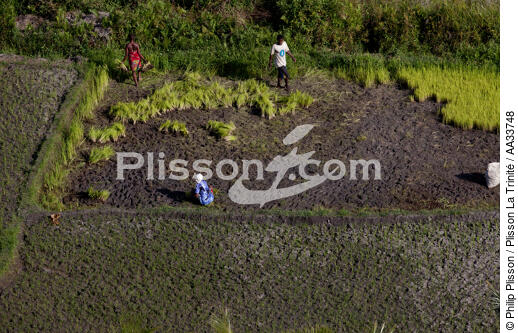 Sainte-Marie island - © Philip Plisson / Plisson La Trinité / AA33748 - Photo Galleries - Agriculture