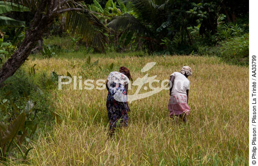 Ile Sainte-Marie, Madagascar - © Philip Plisson / Plisson La Trinité / AA33799 - Nos reportages photos - Agriculture