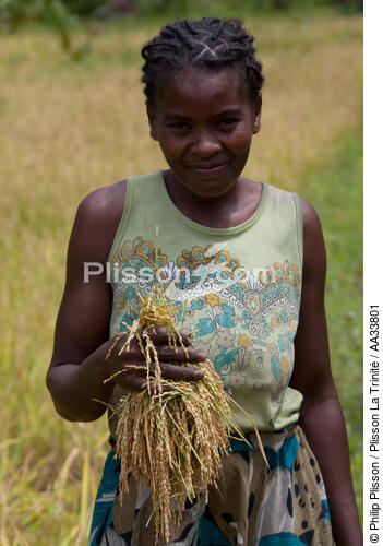 Ile Sainte-Marie, Madagascar - © Philip Plisson / Plisson La Trinité / AA33801 - Nos reportages photos - Agriculture