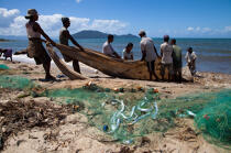 Seine fishing on Moroantsetra beach © Philip Plisson / Pêcheur d’Images / AA33884 - Photo Galleries - Fishing with a seine 