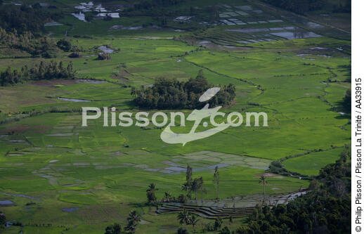 Entre Soanierana et Moroantsetra, Ma - © Philip Plisson / Plisson La Trinité / AA33915 - Nos reportages photos - Agriculture
