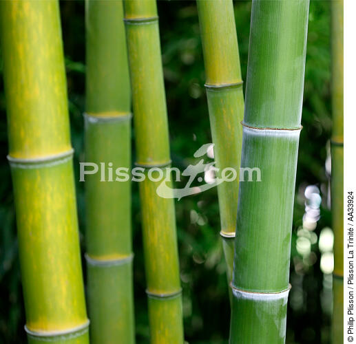 Bambou - © Philip Plisson / Plisson La Trinité / AA33924 - Nos reportages photos - Faune et Flore