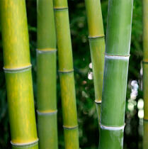 Bambou © Philip Plisson / Pêcheur d’Images / AA33924 - Photo Galleries - Square format