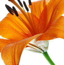 Orange lilies © Philip Plisson / Pêcheur d’Images / AA33925 - Photo Galleries - Square format