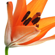 Orange lilies © Philip Plisson / Plisson La Trinité / AA33926 - Photo Galleries - Fauna and Flora