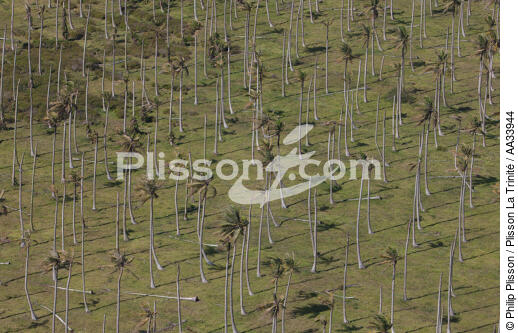 Entre From Sambava to Vohémar,Madagascar. - © Philip Plisson / Plisson La Trinité / AA33944 - Photo Galleries - Coconut palm