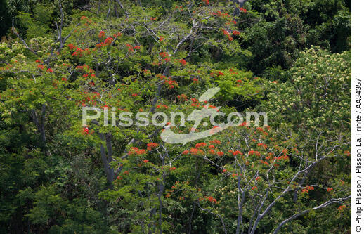 Nosy Be - © Philip Plisson / Plisson La Trinité / AA34357 - Nos reportages photos - Ile [Madagascar]