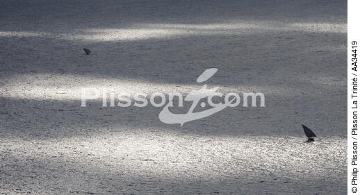 Malagasy dhow - © Philip Plisson / Plisson La Trinité / AA34419 - Photo Galleries - Backlit
