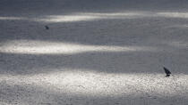 Boutre Malgache © Philip Plisson / Plisson La Trinité / AA34419 - Nos reportages photos - Environnement