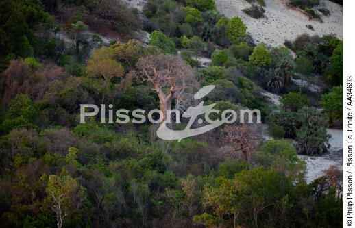 la baie de Marovasa - © Philip Plisson / Plisson La Trinité / AA34693 - Nos reportages photos - Flore