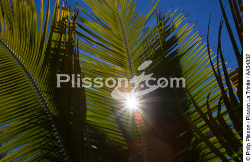 Marovasabe - © Philip Plisson / Plisson La Trinité / AA34832 - Nos reportages photos - Flore