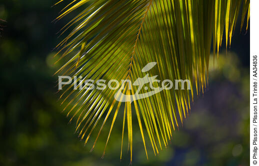 Marovasabe - © Philip Plisson / Plisson La Trinité / AA34836 - Photo Galleries - Flora