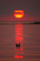 sunset © Philip Plisson / Plisson La Trinité / AA35344 - Photo Galleries - Fauna