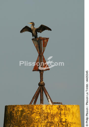 Cormoran en mode sèchage - © Philip Plisson / Plisson La Trinité / AA35345 - Nos reportages photos - Oiseau marin