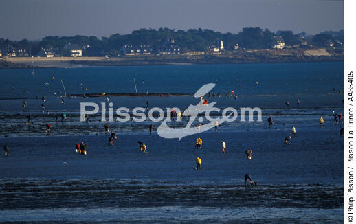 Pêche à pied en baie de Quiberon - © Philip Plisson / Plisson La Trinité / AA35405 - Nos reportages photos - Marée