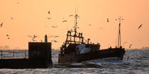 Back Fishing Guilvinec © Philip Plisson / Plisson La Trinité / AA35413 - Photo Galleries - Fishing vessel