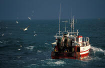 Inshore fishing © Philip Plisson / Plisson La Trinité / AA35415 - Photo Galleries - Fishing vessel