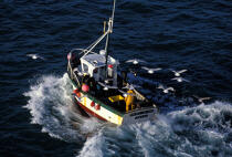 Inshore fishing © Philip Plisson / Plisson La Trinité / AA35420 - Photo Galleries - Fishing vessel
