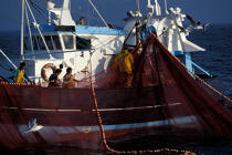 Pêche à la sardine © Philip Plisson / Plisson La Trinité / AA35422 - Nos reportages photos - Pêche côtière