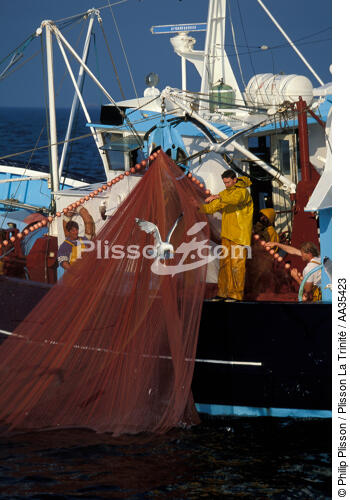 Pêche à la sardine - © Philip Plisson / Plisson La Trinité / AA35423 - Nos reportages photos - Pêche