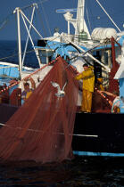 Pêche à la sardine © Philip Plisson / Plisson La Trinité / AA35423 - Nos reportages photos - Vertical