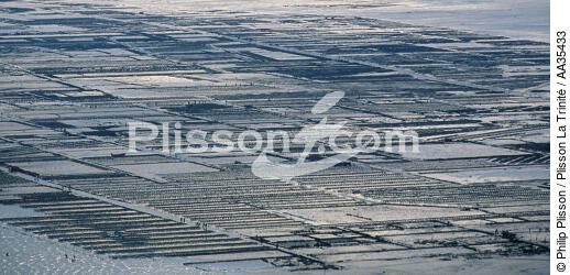 Oyster beds in from of Cancale - © Philip Plisson / Plisson La Trinité / AA35433 - Photo Galleries - Aquaculture