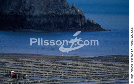 Oyster beds in the bay of Cancale - © Philip Plisson / Plisson La Trinité / AA35442 - Photo Galleries - Oyster farming
