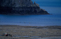 Oyster beds in the bay of Cancale © Philip Plisson / Plisson La Trinité / AA35442 - Photo Galleries - Shellfish farming