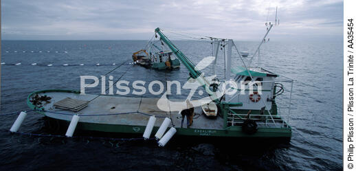 Myticole on pontoon parks at sea - © Philip Plisson / Plisson La Trinité / AA35454 - Photo Galleries - Shellfish farming