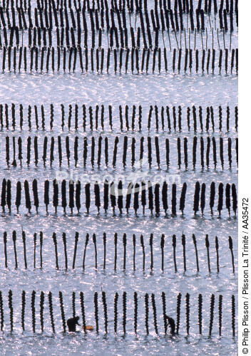 Moules sur bouchots - © Philip Plisson / Plisson La Trinité / AA35472 - Nos reportages photos - Aquaculture