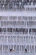 Moules sur bouchots © Philip Plisson / Plisson La Trinité / AA35472 - Nos reportages photos - Mytiliculture