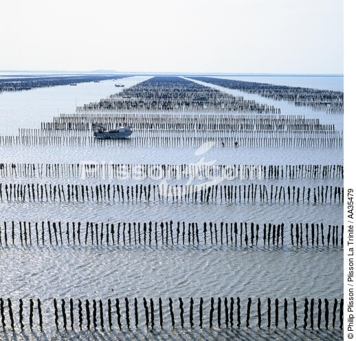 Mussels park in the Bay of Mont-Saint-Michel - © Philip Plisson / Plisson La Trinité / AA35479 - Photo Galleries - Manche [The]
