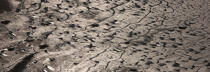 Mudflat in the Gulf of Morbihan © Philip Plisson / Plisson La Trinité / AA35513 - Photo Galleries - Light