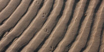Dessins sur le sable © Philip Plisson / Plisson La Trinité / AA35517 - Nos reportages photos - Paysage littoral