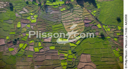 Madagascar - © Philip Plisson / Plisson La Trinité / AA35958 - Photo Galleries - Agriculture