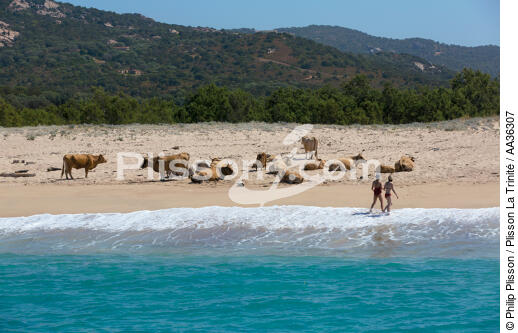 Corsica - © Philip Plisson / Plisson La Trinité / AA36307 - Photo Galleries - Beach
