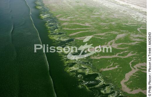 Green tide in the Bay of Douarnenez - © Philip Plisson / Plisson La Trinité / AA36343 - Photo Galleries - Pollution